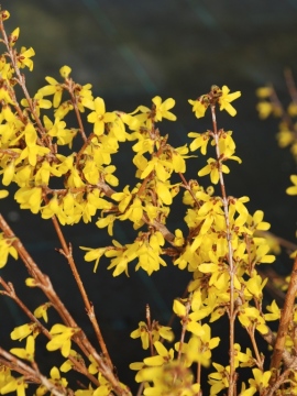 Kwiat forsycji 'Maluch'