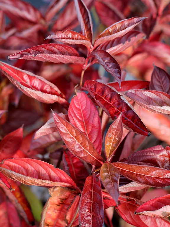 Krzewuszka 'Wings of Fire' PBR