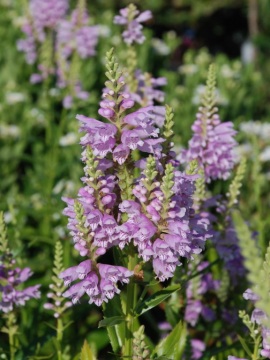 Odętka wirginijska 'Rosea' - jasnoróżowe kwiaty