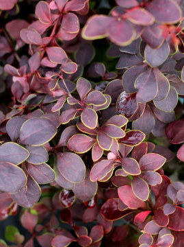 Berberys Thunberga 'Golden Ring'