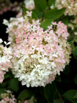 Różowiejące kwiatostany hortensji bukietowej 'Grandiflora'