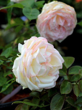 Róża miniaturowa 'Biedermeier' PBR