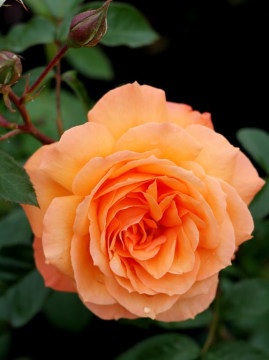 Róża wielkokwiatowa 'Belvedere' PBR