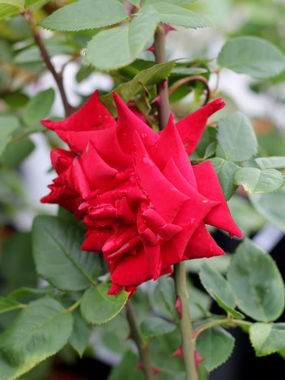 Róża wielkokwiatowa 'Uncle Walter'