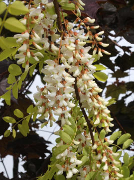 Robinia akacjowa 'Frisia'