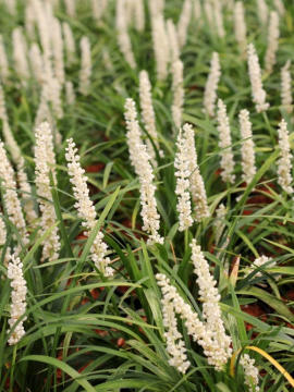 Liriope szafirkowa 'Monroe White'