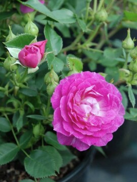 Róża miniaturowa 'Lavender Pop' PBR