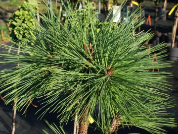 Sosna Jeffreya 'Joppi'