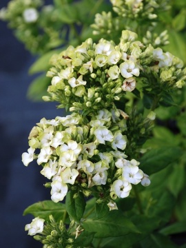 Floks wiechowaty 'Orchid Green'