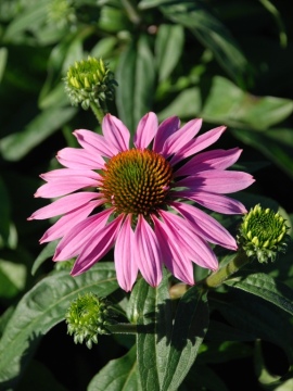 Jeżówka Pearl™ 'Light Pink'