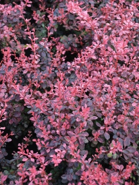 Berberys Thunberga 'Inspiration' PBR