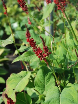 Rdest himalajski 'Fat Domino'