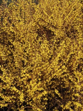 Kwiat forsycji 'Maluch'