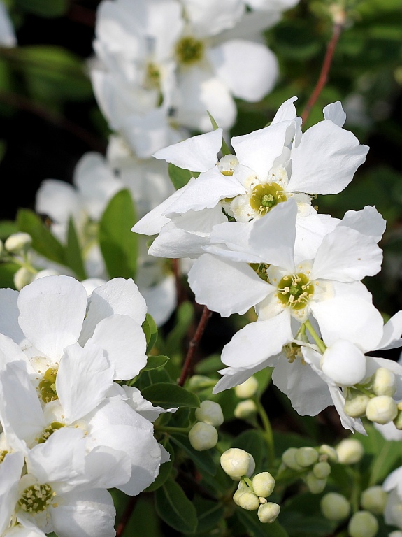 Obiela mieszańcowa 'The Bride'