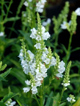 Odętka wirginijska 'Alba - białe kwiaty