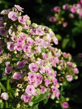 Floks wiechowaty 'Sherbet Blend' 