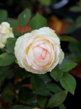 Róża miniaturowa 'Biedermeier' PBR