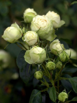 wedding-piano4.jpg