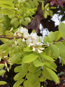 Robinia akacjowa 'Frisia'