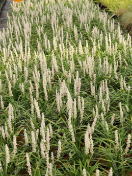 Liriope szafirkowa 'Monroe White'