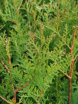 thuja_marin.jpg