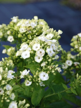 Floks wiechowaty 'Orchid Green'