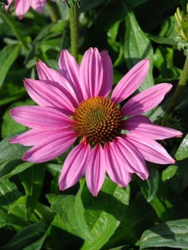 Jeżówka Pearl™ 'Light Pink'