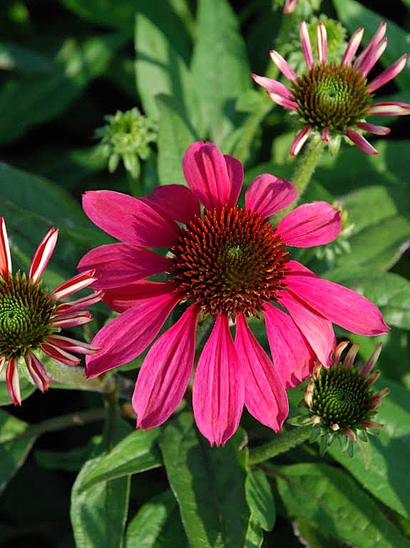 Jeżówka Pearl™ Magenta