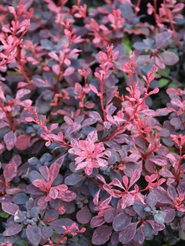 Berberys Thunberga 'Inspiration' PBR