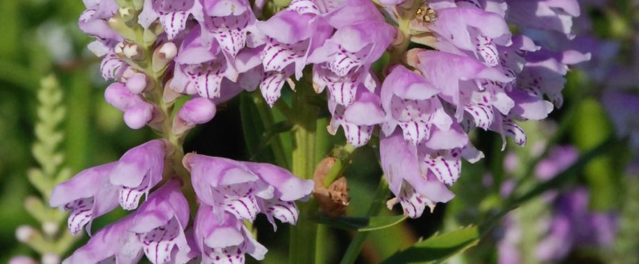 Odętki wirginijskie wysokie byliny na słońce