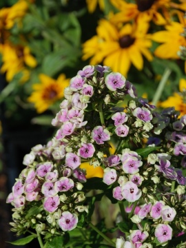 Floks wiechowaty 'Sherbet Blend' 
