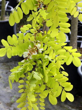 Robinia akacjowa 'Frisia'