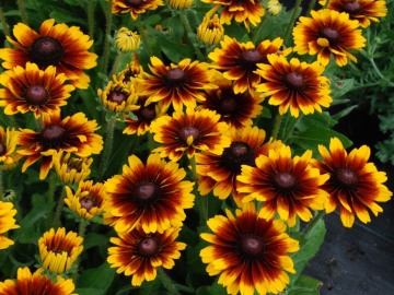 Rudbekia SmileyZ™ Kissing 