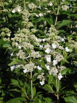 Hortensja bukietowa 'Kyushu'