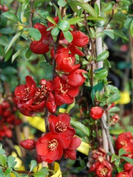 Pigwowiec pośredni 'Crimson and Gold'