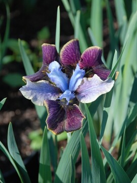 Kosaciec syberyjski 'Black Joker'