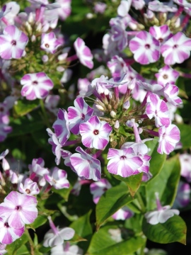 Floks wiechowaty Flame ® 'Lilac Star'