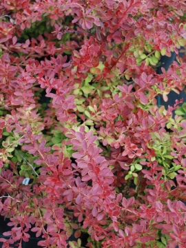 Berberys Thunberga 'Red Carpet'