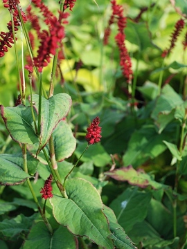 Rdest himalajski 'Fat Domino'