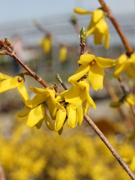 forsycja-posrednia-goldzauber.jpg