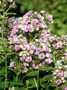 Floks wiechowaty 'Sherbet Blend' 