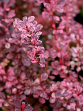 Pstre liście berberysa Thunberga 'Harlequin'