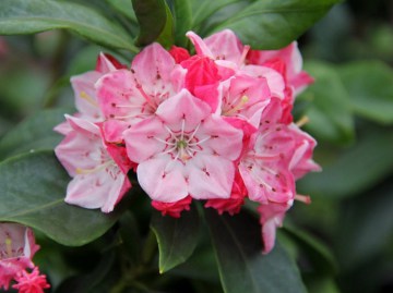 Kalmia szerokolistna 'Heart of Fire'