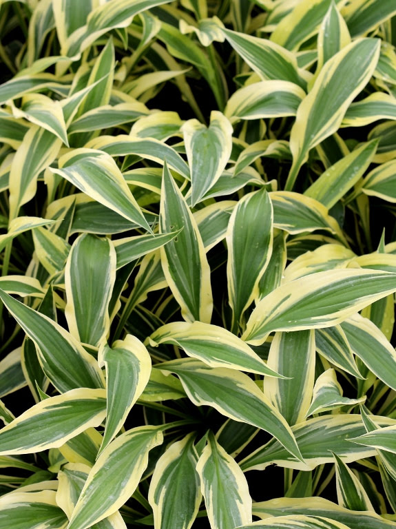 Funkia 'Lakeside Dragonfly'