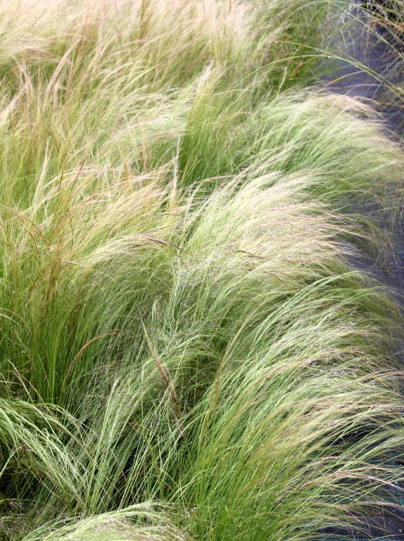 Ostnica cieniutka 'Pony Tails'