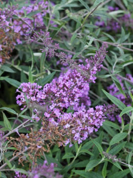 budleja-dawida-lavender-flow1.jpg