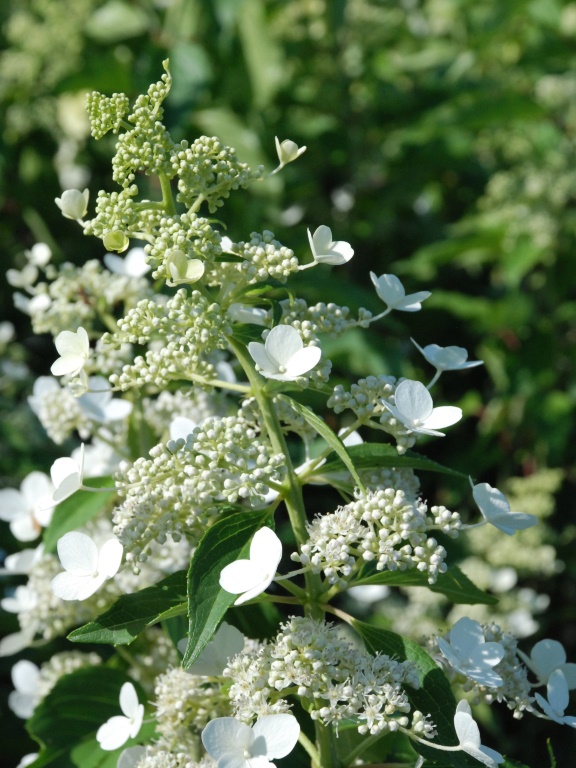 Hortensja bukietowa 'Kyushu'