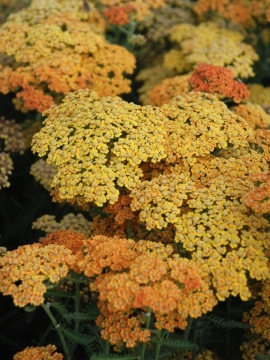 Krwawnik pospolity 'Terracotta'