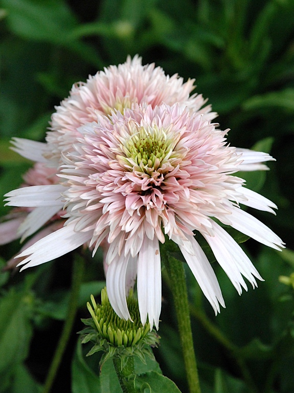 Jeżówka 'Cherry Fluff'
