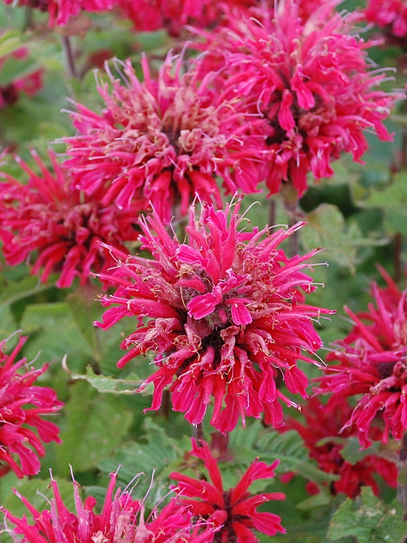  Pysznogłówka 'Pardon My Cerise'